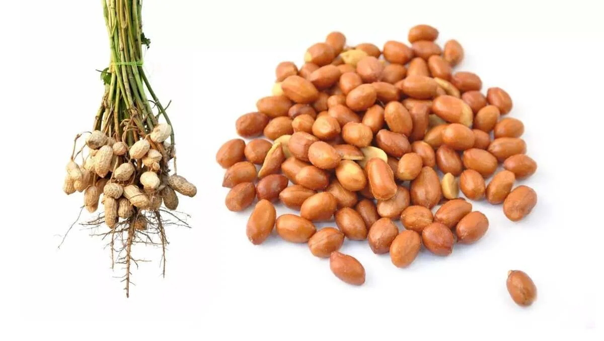 Differentiating Groundnuts from Peanuts